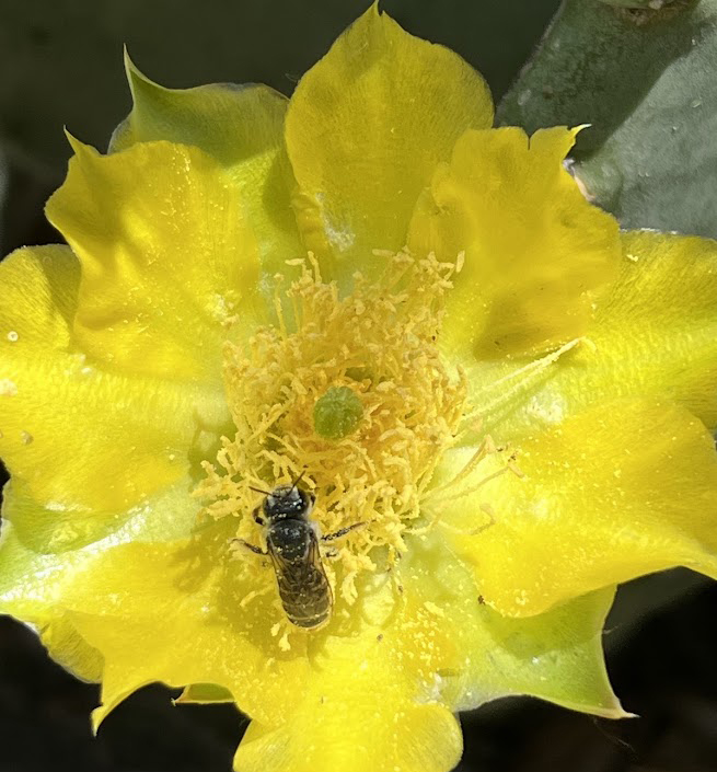 New Mexico Bumblebee Atlas with Emily Rees | August 15 | 10:00 am &ndash; 11:30 am cover picture