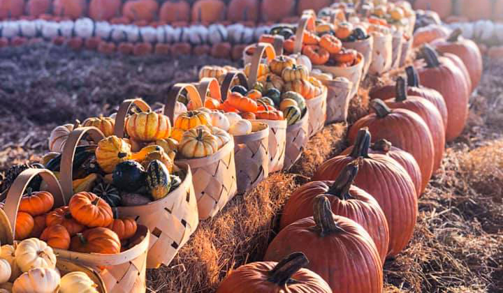 Dewey Pumpkin Patch Festival cover image