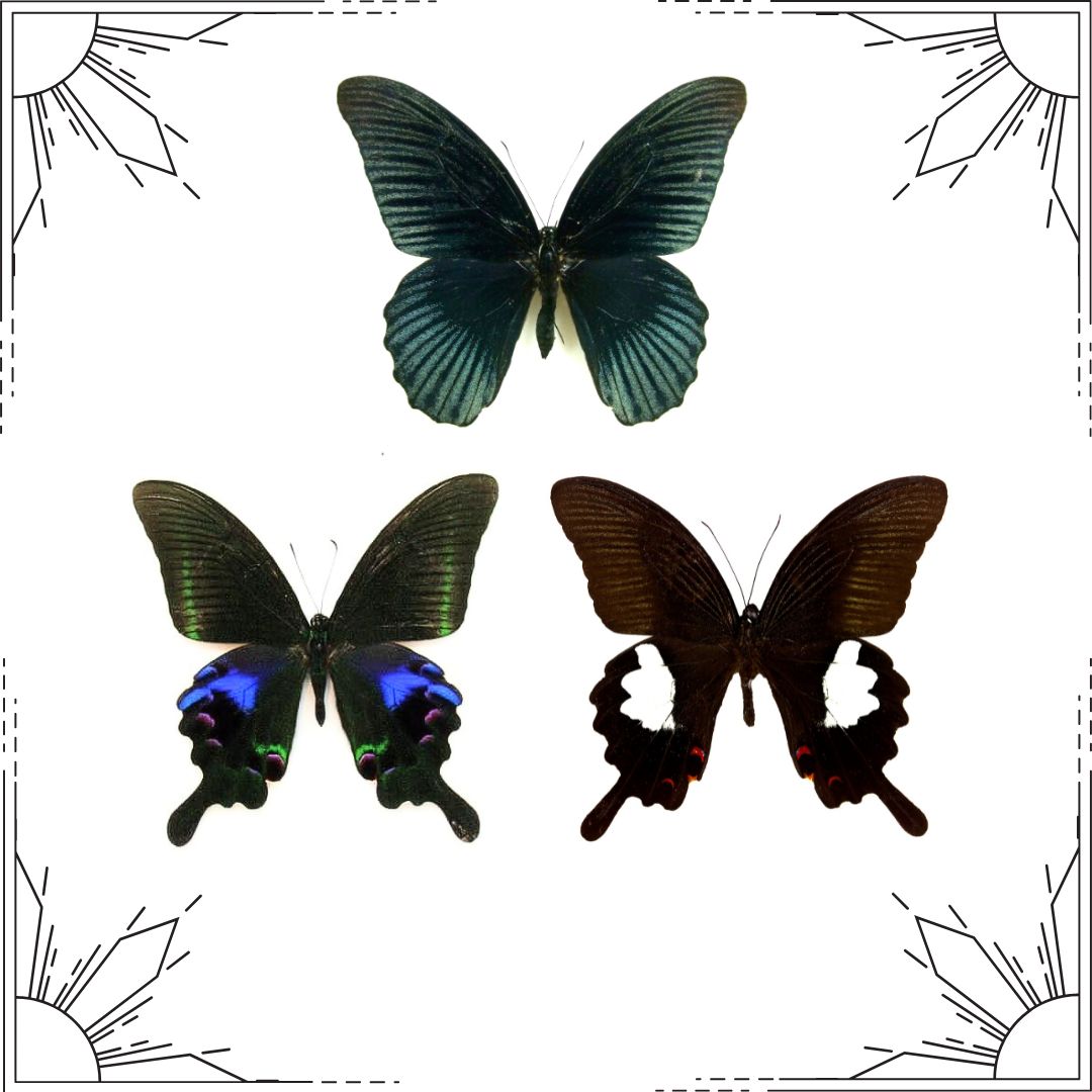 Entomology Workshop