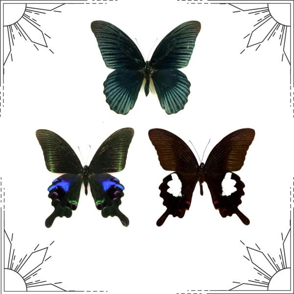Entomology Workshop