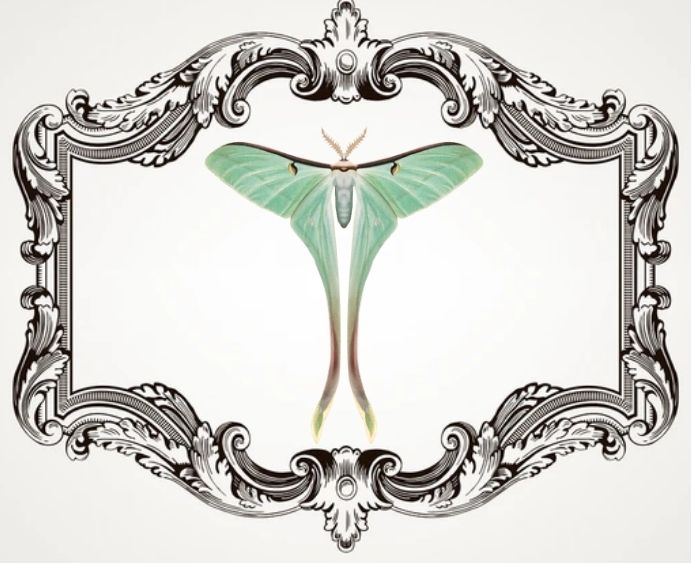 Moth Pinning Class Spectator Ticket cover picture
