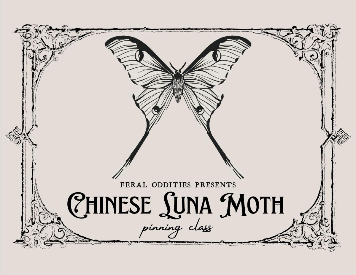 Chinese Luna Moth Pinning Class