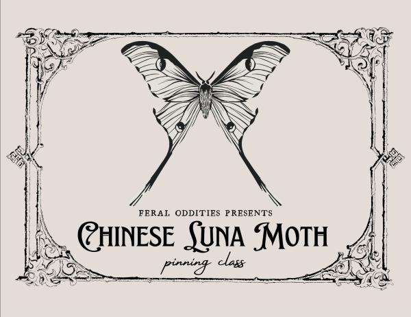 Chinese Luna Moth Pinning Class