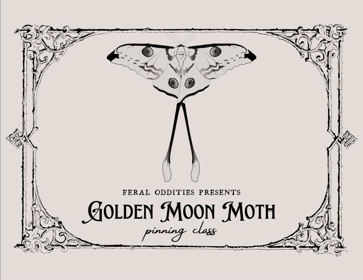 Golden Moon Moth Pinning Class