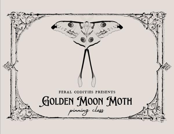Golden Moon Moth Pinning Class