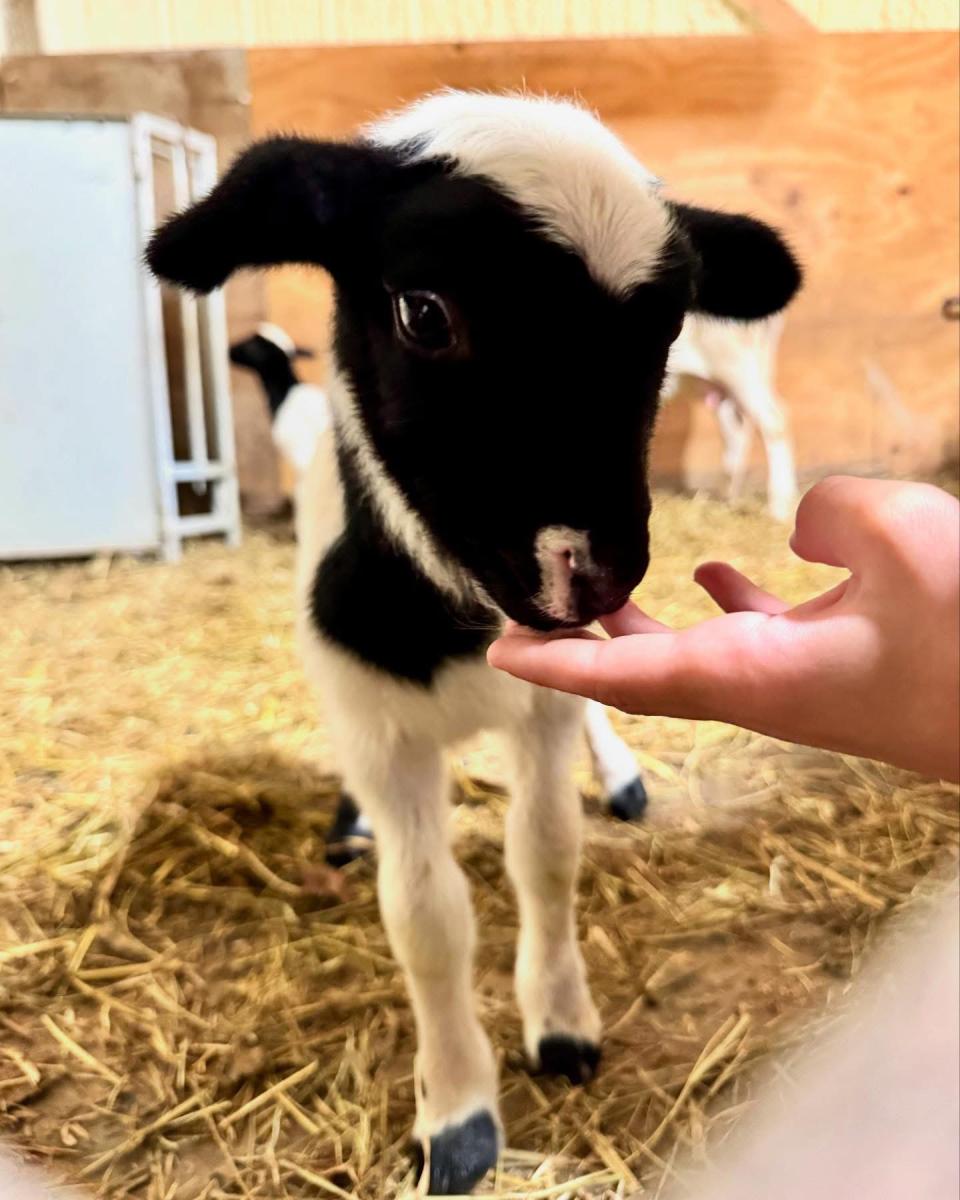 Combo - Baby lamb hayride tour plus admission to the maze cover picture