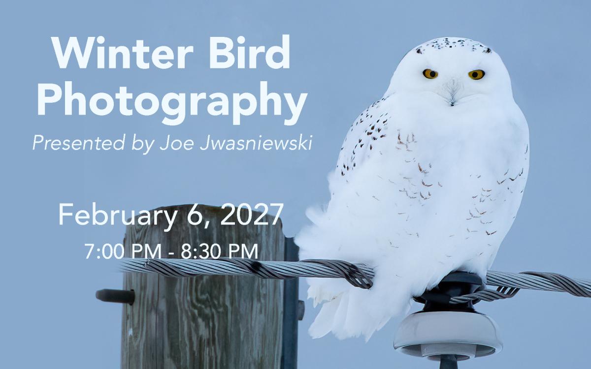 Winter  Bird Photography cover picture