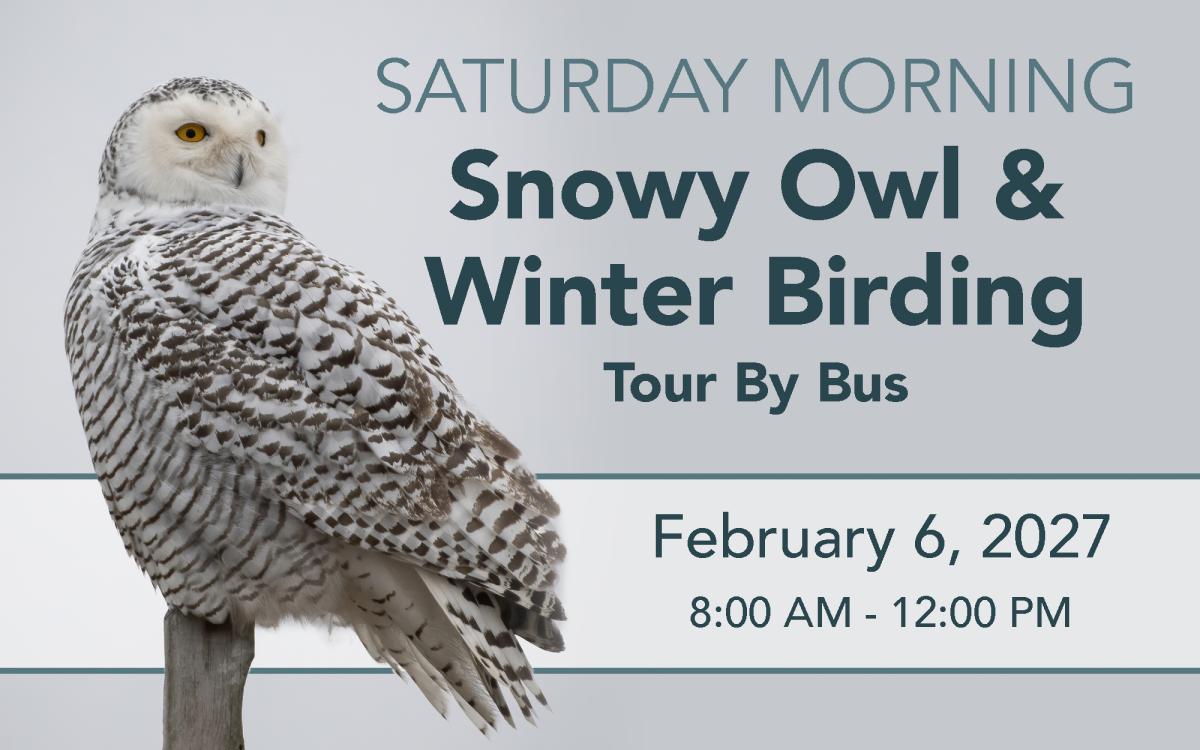 Snowy Owl & Winter Birding Tour - Saturday Morning cover picture