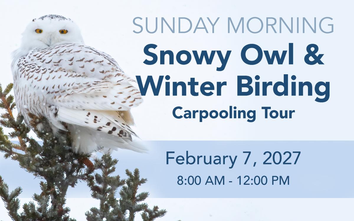 Snowy Owl & Winter Birding Tour (SUNDAY) cover picture
