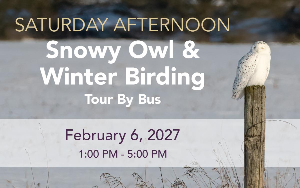Snowy Owl & Winter Birding Tour - Saturday Afternoon cover picture