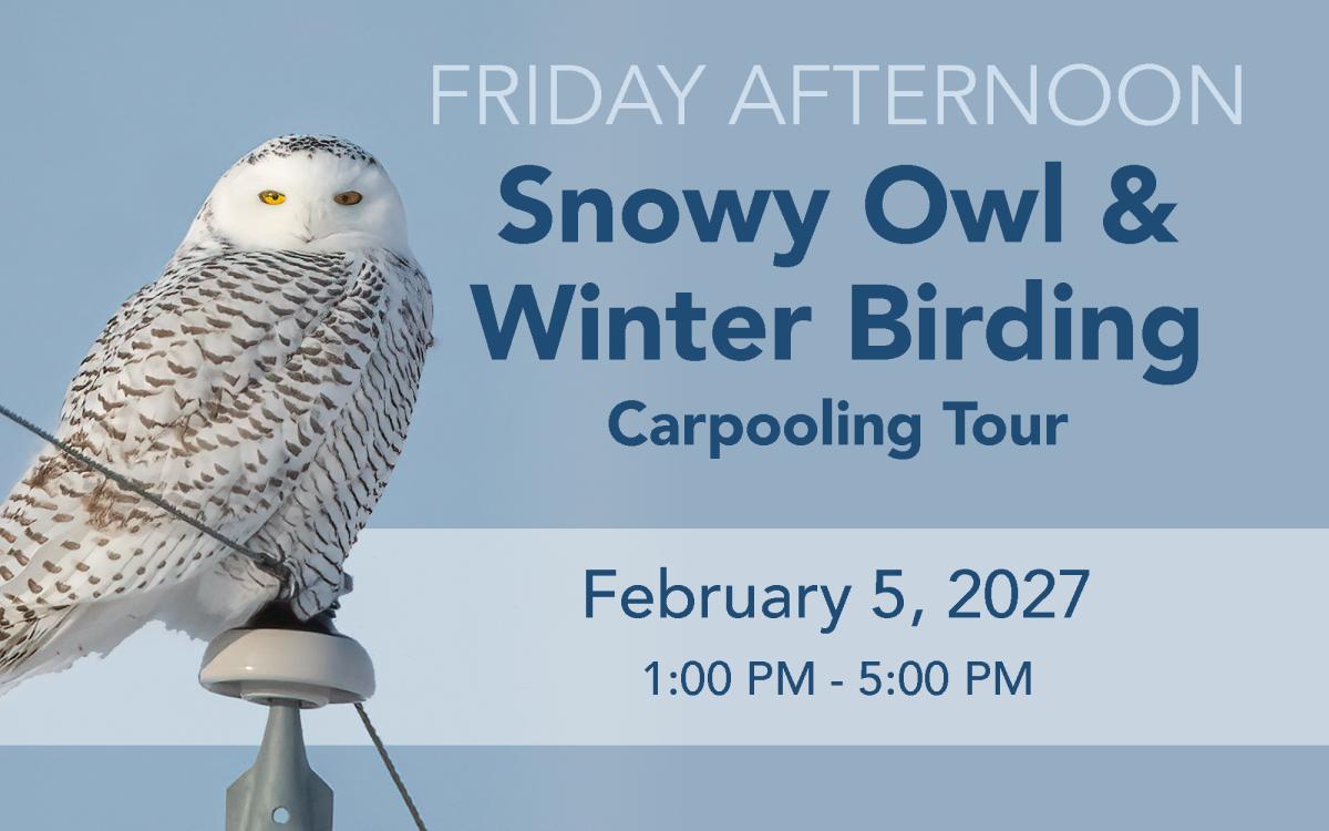 Snowy Owl & Winter Birding Tour (FRIDAY) cover picture