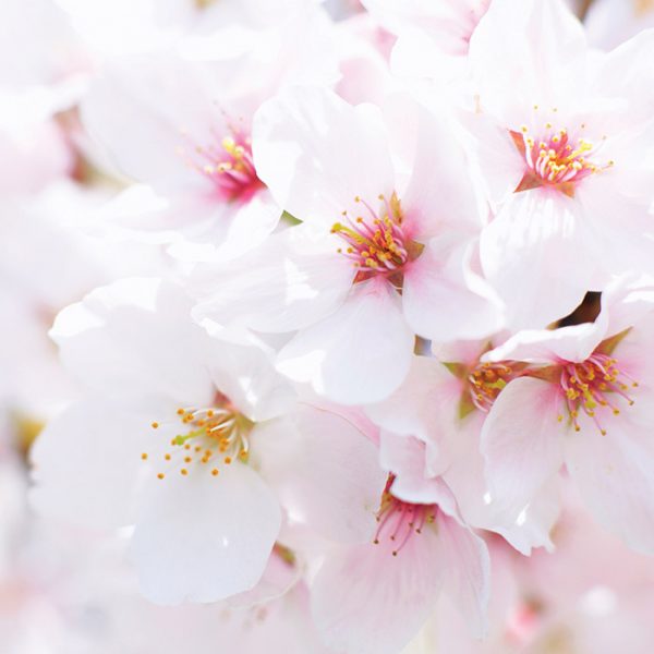 International Cherry Blossom Festival