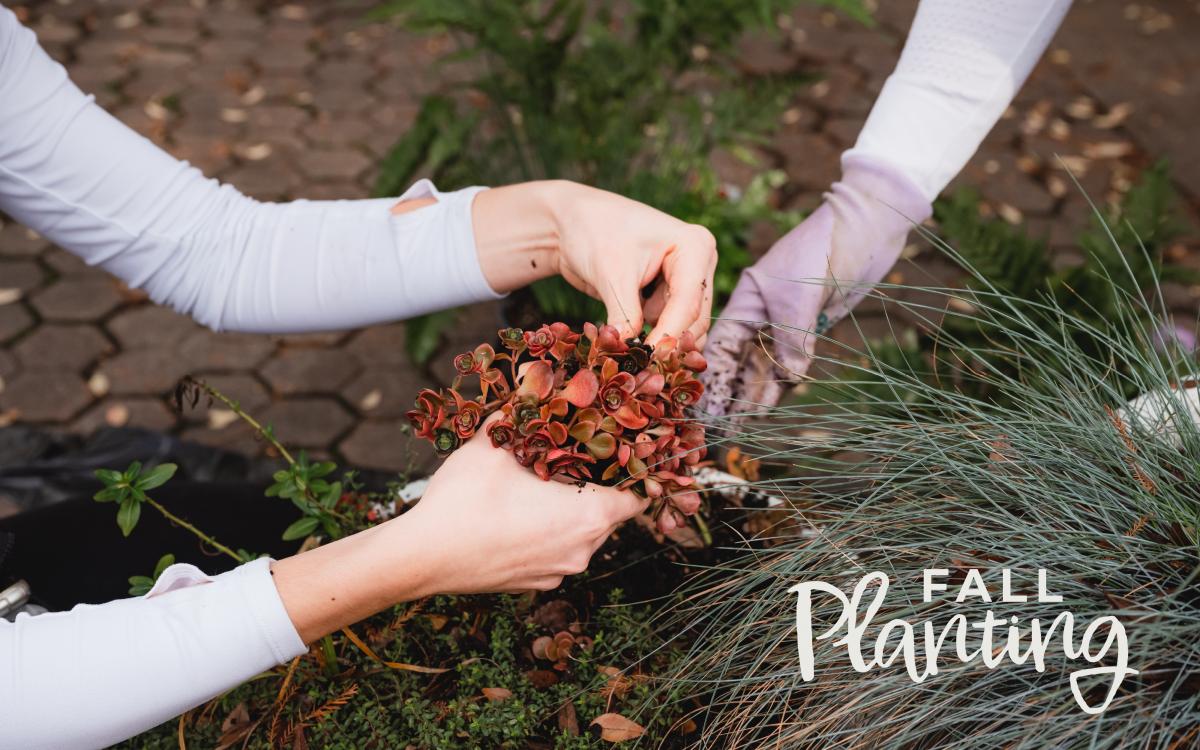 VaHi Fall Planting cover image