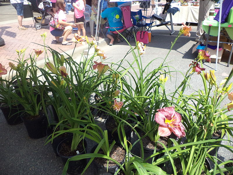 Adel Daylily Festival