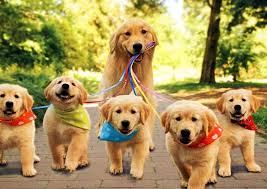 Annual Dam Dog Walk
