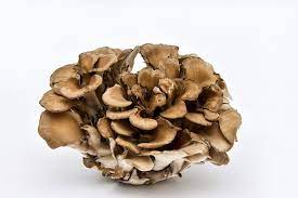 Maitake Sponsorship