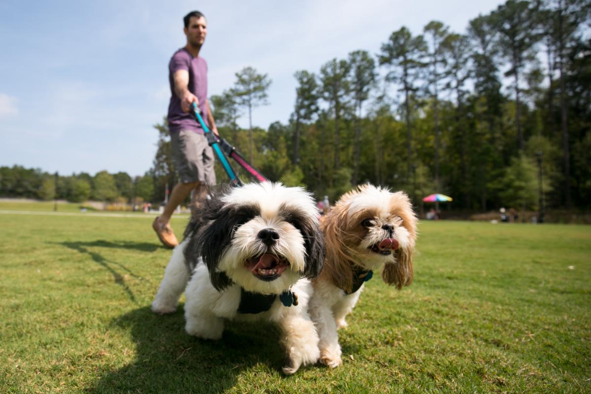 Bark at the Park cover image