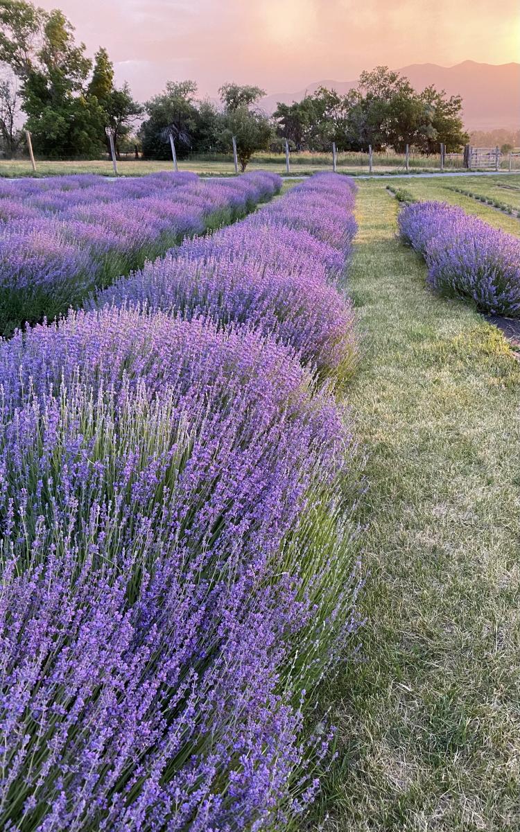 Lavender Festival and Artisan Market cover image