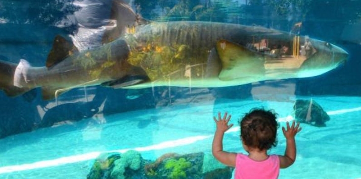 Under The Sea Festival