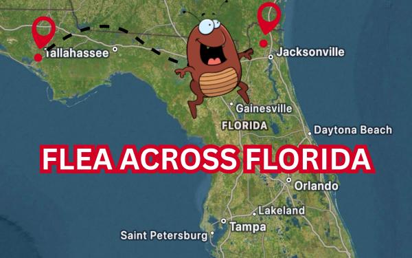 Flea Across Florida