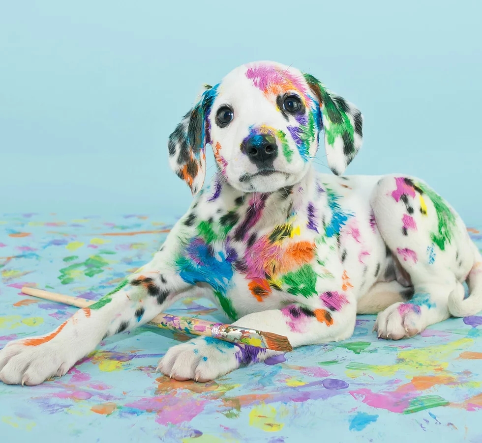 Art Paws Reno