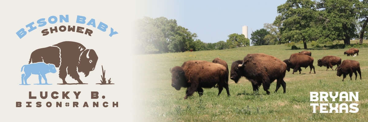 Bison Baby Shower at the Lucky B Bison Ranch