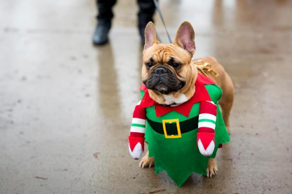 Holiday Hounds Volunteers Holiday Hounds Volunteers