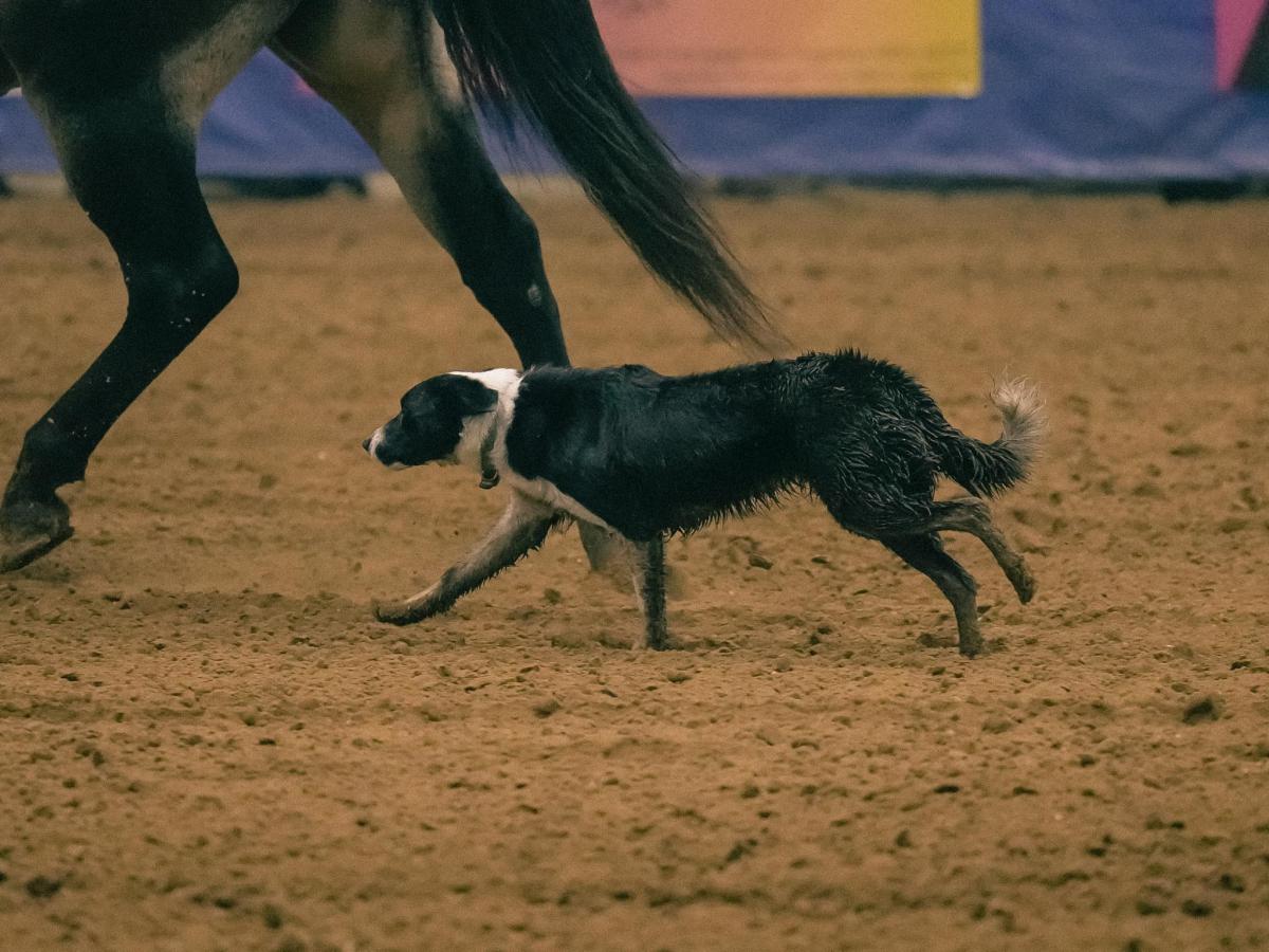 2024 Clash of the Cowboys Bulls & Broncs. Photo credit: Justin Grafton Studios