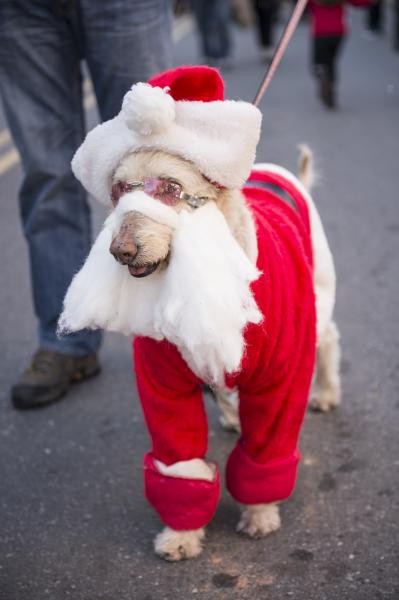 Holiday Hounds Photo Contest Holiday Hounds Photo Contest