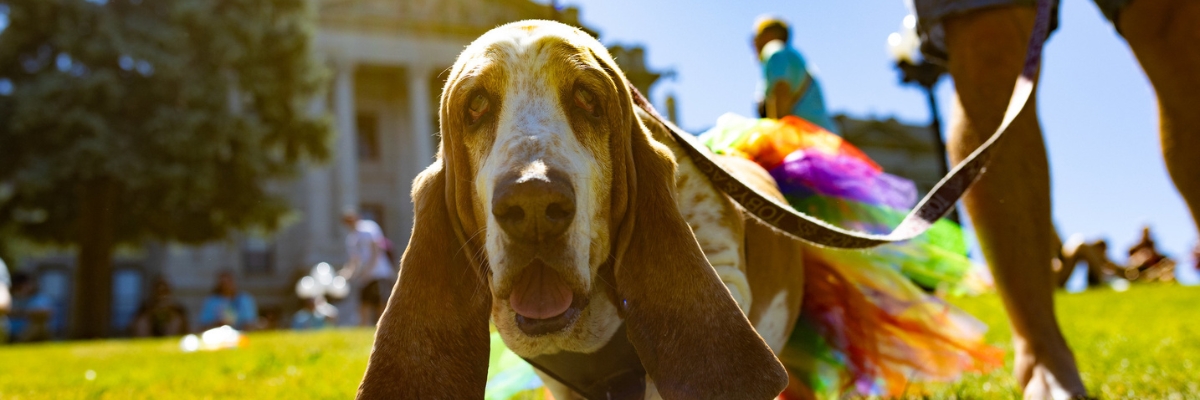 Denver Pride - Mutt Strut (2026)