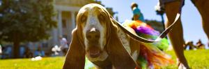 Doggy Drag Show Application