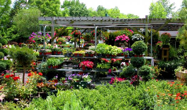 PLANTS-FLOWERS-ORCHIDS-TREES