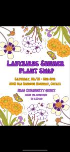 Ladybirds Summer Plant Swap cover picture