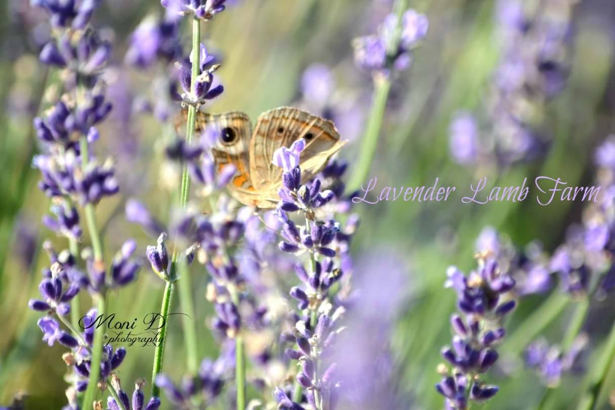 Lavender in the Mountains Festival