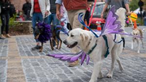 Pet Costume Contest cover picture