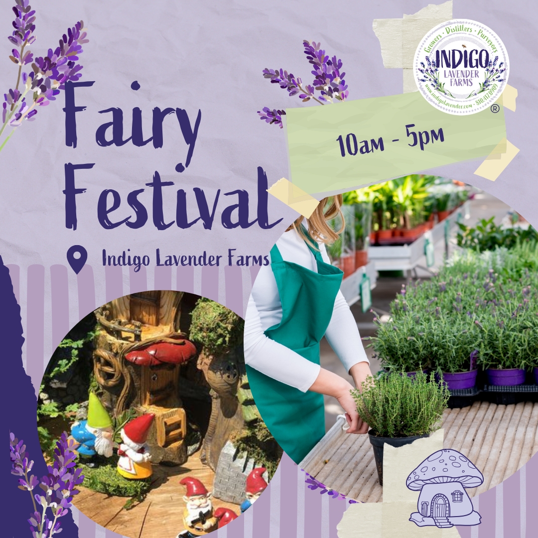 Fairy Festival cover image