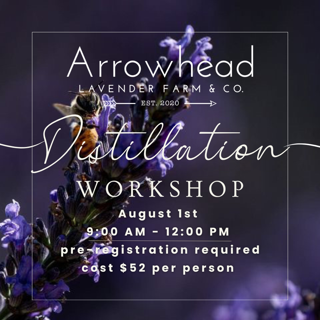 Essential Oil Distillation 101-From field to bottle