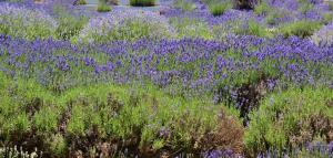 North Fork VIP Guided Farm Tour with Lunch cover picture