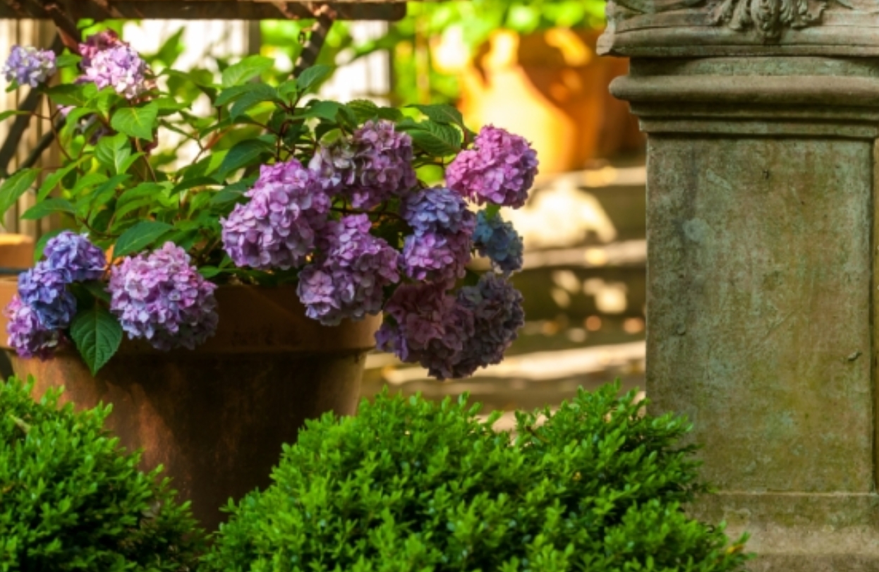 Penny McHenry Hydrangea Festival, Garden Tour & Flower Show