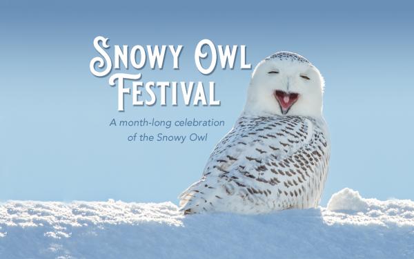 Snowy Owl Festival