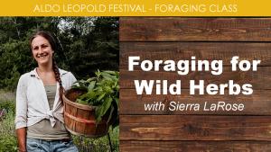 Foraging for Wild Herbs (Saturday) cover picture