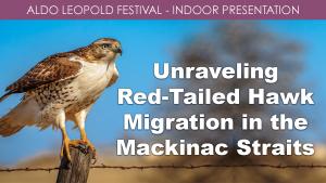 Unraveling Red-tailed Hawk Migration in the Mackinac Straits cover picture