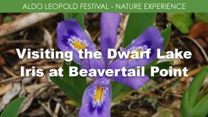 Visiting the Dwarf Lake Iris at Beavertail Point cover picture
