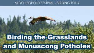Birding the Grasslands and Munuscong Potholes (Friday) cover picture