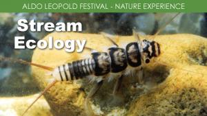 Stream Ecology cover picture