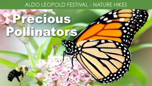 Precious Pollinators cover picture