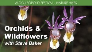 Orchids & Wildflowers (Sunday) cover picture