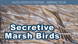 Secretive Marsh Birds (Sunday) cover picture