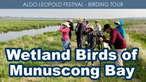 Wetland Birds of Munuscong Bay (Friday) cover picture