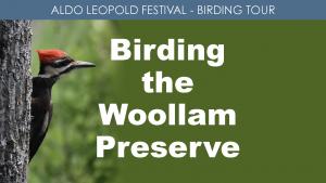 Birding the Woollam Preserve (Saturday) cover picture